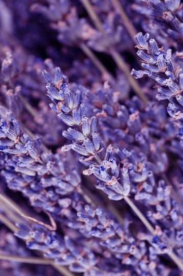 Óleos Essenciais de Lavanda e Hortela-Pimenta