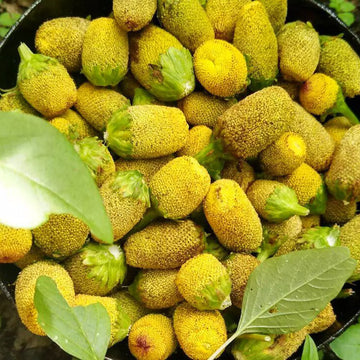 Extrato de Jambu