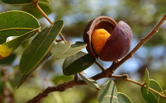 Óleo de Copaiba
