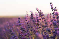 Óleo Essencial de Lavanda