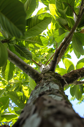 Bio Humà® — ativo central da linha