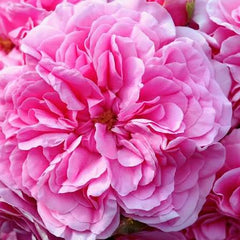 Rosa Real
